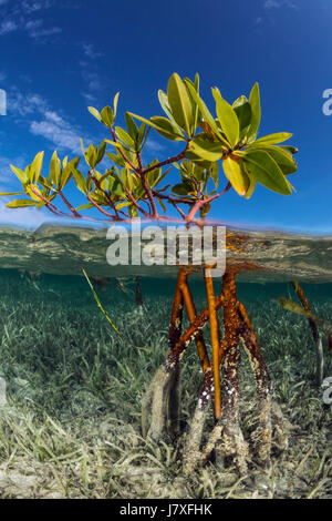 Rote Mangroven, Rhizophora mangle, Jardines De La Reina, Kuba Stockfoto