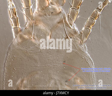 Dies ist ein Verweis auf ein bestimmtes Objekt oder Kunstwerk, möglicherweise im Zusammenhang mit einer Sammlung im BMOC (British Museum of Oriental Collections). Der Titel bezieht sich wahrscheinlich auf eine Darstellung einer weiblichen Figur in der Sammlung. Stockfoto