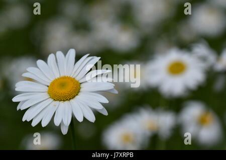 Schließen Sie die Ansicht auf Blüte Daisy Blume in unten links des Bildes und Blumenstrauß Bockeh Daisy im Hintergrund Stockfoto
