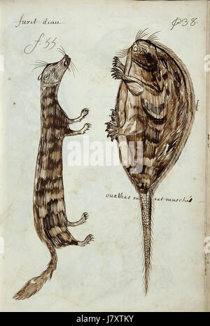 Codex Canadensis, s. 38 Stockfoto