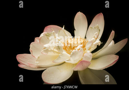 Blooming Lotus Flower in Hawaii Stockfoto