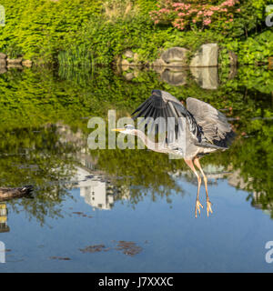 Ein Great Blue Heron fliegt am Teich in Devon Park - nur am Rande des Stanley Park in Vancouver BC Stockfoto