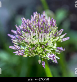 Bläulich lila Allium Blumen im Rose Garden im Stanley Park Stockfoto