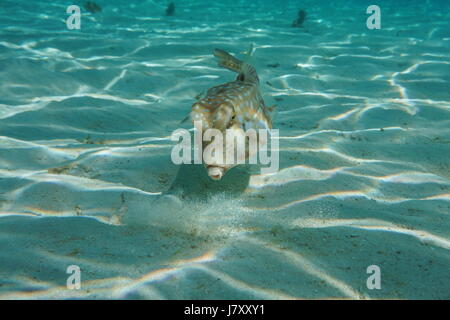 Eine tropische Fische Longhorn Surfschulen, Lactoria Cornuta, unter Wasser in der Lagune von Bora Bora, Pazifik, Französisch-Polynesien Stockfoto