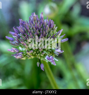 Bläulich lila Allium Blumen im Rose Garden im Stanley Park Stockfoto