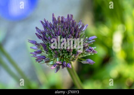 Bläulich lila Allium Blumen im Rose Garden im Stanley Park Stockfoto