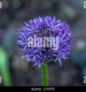 Bläulich lila Allium Blumen im Rose Garden im Stanley Park Stockfoto