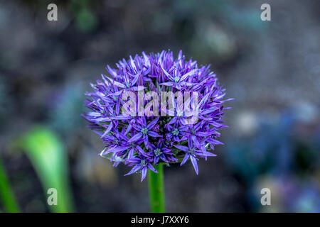 Bläulich lila Allium Blumen im Rose Garden im Stanley Park Stockfoto