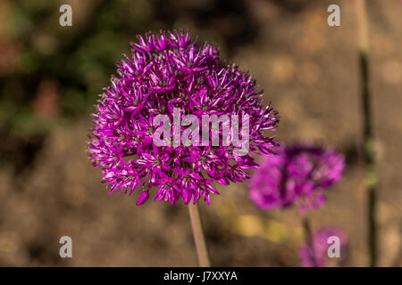 Hell rosa lila Allium im Rose Garden im Stanley Park Stockfoto