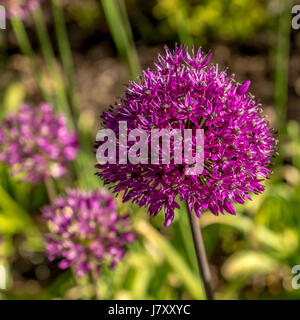 Hell rosa lila Allium im Rose Garden im Stanley Park Stockfoto