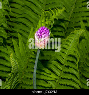 Hell lila rosa ungeöffnete Allium Iamongst Swordferns wachsen Stockfoto