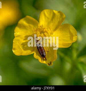 Eine schleichende Butterblume auf von einem weiblichen europäischen Ohrwurm gefüttert Stockfoto