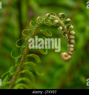 Farnwedel Ladyferns wächst in der Nähe von Beaver Lake im Stanley Park Stockfoto