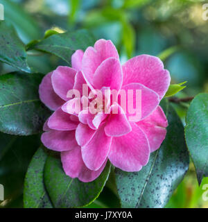 Eine sehr schöne japanische Camillia Blume wächst in der Nähe von Rose Garden im Stanley Park in Vancouver BC Stockfoto