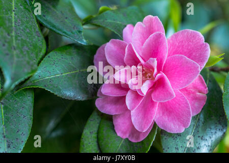 Eine sehr schöne japanische Camillia Blume wächst in der Nähe von Rose Garden im Stanley Park in Vancouver BC Stockfoto