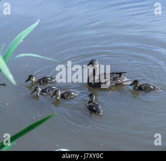 Einer Mutter Wildente mit ihrer Brut bei Lost Lagoon im Stanley Park Stockfoto