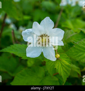 Eine schöne weiße Thimbleberry Blume wächst bei Lost Lagoon im Stanley Park Stockfoto