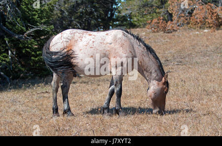 Red Roan wilder Hengst Beweidung in Pryor Wild Horse Gebirges in Montana USA Stockfoto