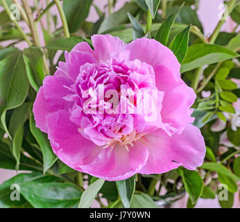 Rosa Pfingstrose Blüte, Gattung Paeonia, Familie Paeoniaceae, Nahaufnahme, isoliert.
