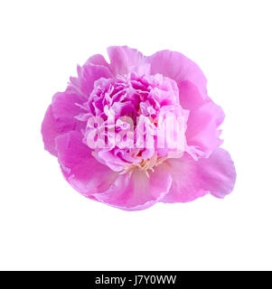 Rosa Pfingstrose Blüte, Gattung Paeonia, Familie Paeoniaceae, Nahaufnahme, isoliert.