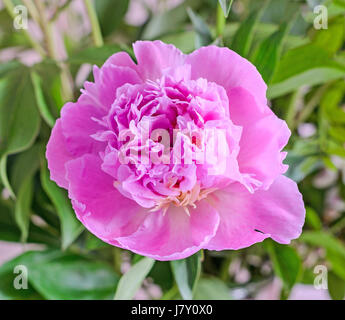 Rosa Pfingstrose Blüte, Gattung Paeonia, Familie Paeoniaceae, Nahaufnahme, isoliert.