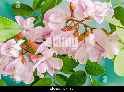 Robinia Pseudoacacia Baum Blumen rosa, weiß, wie Robinie, Gattung Robinia, Familie Fabaceae, Bokeh Hintergrund Stockfoto