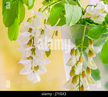 Robinia Pseudoacacia Baum blüht, wissen wie Robinie, Gattung Robinia, Familie Fabaceae, Bokeh Hintergrund Stockfoto