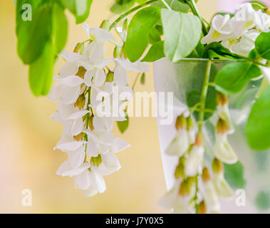 Robinia Pseudoacacia Baum blüht, wissen wie Robinie, Gattung Robinia, Familie Fabaceae, Bokeh Hintergrund Stockfoto