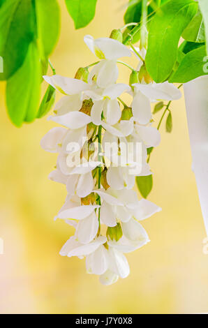 Robinia Pseudoacacia Baum blüht, wissen wie Robinie, Gattung Robinia, Familie Fabaceae, Bokeh Hintergrund Stockfoto