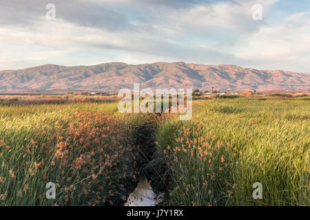 Alviso Feuchtgebiete und Diablo Bergkette. Stockfoto