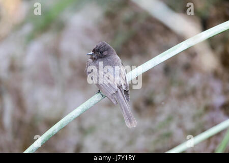 Schwarz Phoebe (weiß-winged) - Sayornis Nigricans, gehockt Feuchtgebiet Vegetation. Stockfoto