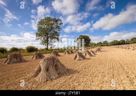 Weizen stooks/Scheiben trocknen in einem Feld in North Devon, im Südwesten von England an einem sonnigen Tag Stockfoto