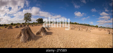 Weizen stooks/Scheiben trocknen in einem Feld in North Devon, im Südwesten von England an einem sonnigen Tag Stockfoto