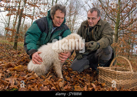 Trufffle Jagd in Berkshire mit Chef John Campbell der Vineyard Hotel & Restaurant, Trüffel Jäger Tom lywood (grün) und seine Trüffelsuche Hund Stockfoto