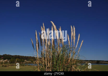 Gefiederten Beige Schilf weht im Wind am Golfplatz in Carmelo, Uruguay an einem schönen Herbsttag mit blauem Himmel Stockfoto