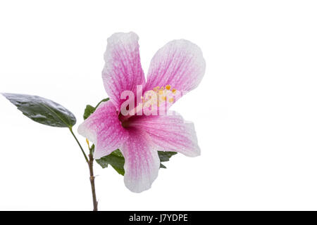 Makro-rosa Hibiskus-Blume. Studio gedreht isolierten auf weißen Hintergrund Stockfoto