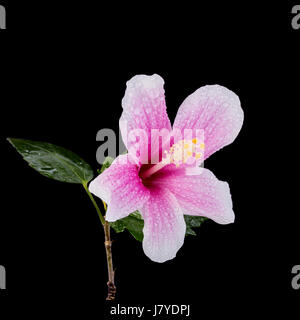 Makro-rosa Hibiskus-Blume. Studio gedreht isolierten auf schwarzen Hintergrund Stockfoto