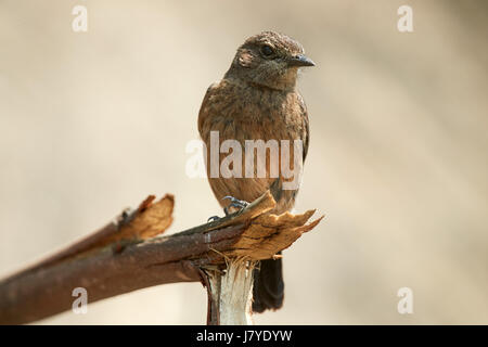 Sibirische Schwarzkehlchen (Saxicola Maurus) weibliche im Frühjahr, thront auf einem Holz, vor einem verschwommenen natürlichen Hintergrund, Stockfoto