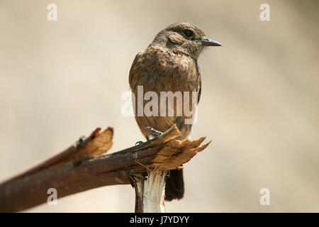 Sibirische Schwarzkehlchen (Saxicola Maurus) weibliche im Frühjahr, thront auf einem Holz, vor einem verschwommenen natürlichen Hintergrund, Stockfoto