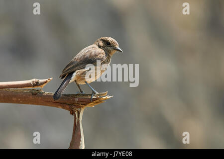 Sibirische Schwarzkehlchen (Saxicola Maurus) weibliche im Frühjahr, thront auf einem Holz, vor einem verschwommenen natürlichen Hintergrund, Stockfoto