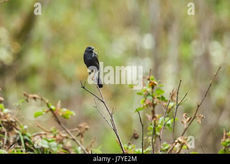Bild des Vogels auf Natur Hintergrund schwarz. Trauerschnäpper Bushchat (Saxicola Caprata) Stockfoto