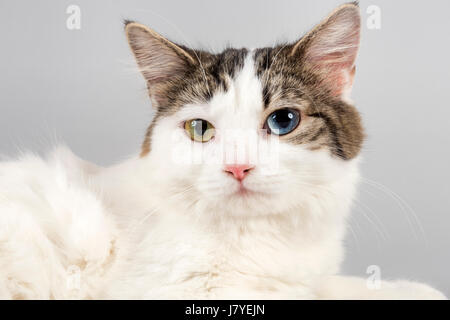 Rassekatze Cymric (Felis Silvestris Catus) mit Iris-Heterochromie (Heterochromia Iridis), ungerade Auge, Alter 1 Jahr, Farbe weiß Stockfoto