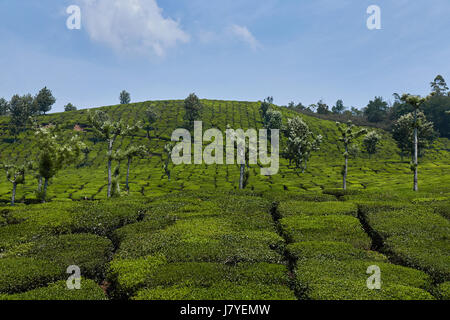 Tee-Plantagen in Munnar, Kerala, Südindien. Munnar liegt bei rund 1.600 Meter über dem Meeresspiegel in den Westghats Strecke der Berge. Stockfoto