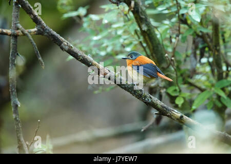 Vogel (Narcissus Flycatcher, Ficedula Narcissina) männlich schwarz, orange, Orange-gelbe Farbe auf einen Baum im Garten Risiko des Aussterbens thront Stockfoto