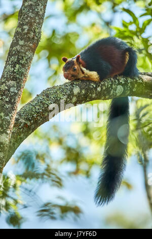 Indischen Riesen Eichhörnchen oder Malabar riesiges Eichhörnchen, (Ratufa Indica) auf Ast sitzen und ernähren sich von Obst Beeren halten vor Pfoten. Stockfoto