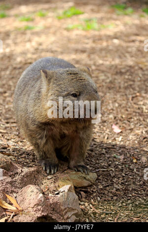 Gemeinsamen Wombat (Vombatus Ursinus), Erwachsener, Mount Lofty, South Australia, Australien Stockfoto