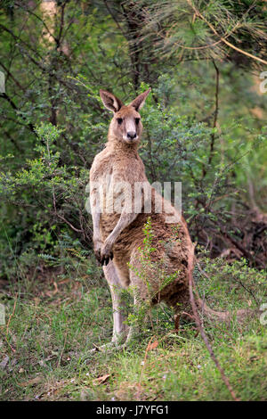 Östliche graue Känguru (Macropus Giganteus), Erwachsener wachsamen, Murramarang National Park, New-South.Wales, Australien Stockfoto