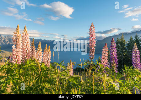 Lila Large-Leaved Lupine (Lupinus Polyphyllus), Lake Wakatipu, Ben Lomond Landschaftsschutzgebiet, Queenstown, Otago, Neuseeland Stockfoto