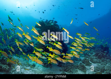 Schule der Bluestripe Snapper (Lutjanus Kasmira) schwimmen über Korallenriff, Raja Ampat Archipel Papua Barat Stockfoto