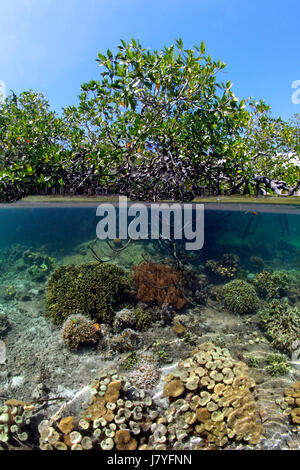 Am oberen roten Mangroven (Rhizophora Mangle) im flachen Wasser unter Weichkorallen (Sarcophyton Crassicaule) und Steinkorallen Stockfoto